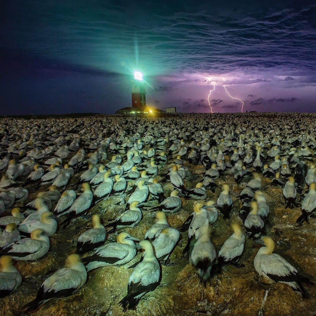 Thomas Peschakのインスタグラム：「ANIMALS BEING CRAP AT SOCIAL DISTANCING Part 6 // Cape Gannets on their nests at Bird Island in South Africa’s Algoa Bay. These large majestic seabirds congregate beak to tail at densities of up to five nests per square meter.  That special night a thunderstorm raged past the island and I was able to make a long exposure illuminated by four different sources: lightning, the lighthouse, a flash and my flashlight. #southafrica #animalsbeingcrapatsocialdistancing #socialdistancing #seabirds #lightning」