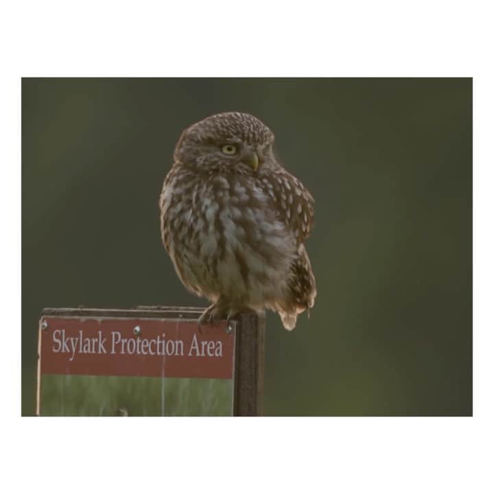 のインスタグラム：「In February this year, Gucci partnered with The @lionssharefund, which raises funds to protect endangered species and their natural habitats. The House donates 0.5% of its media spend to The #LionsShare Fund every time an animal is featured in its advertisements. Little owls forage at dusk, have chicks in the early summer, and can also be seen in the daytime. Sir #DavidAttenborough is heard in a film directed by @georgechanphotography.  #SoDeerToMe #GucciPreFall20 @alessandro_michele #AlessandroMichele」