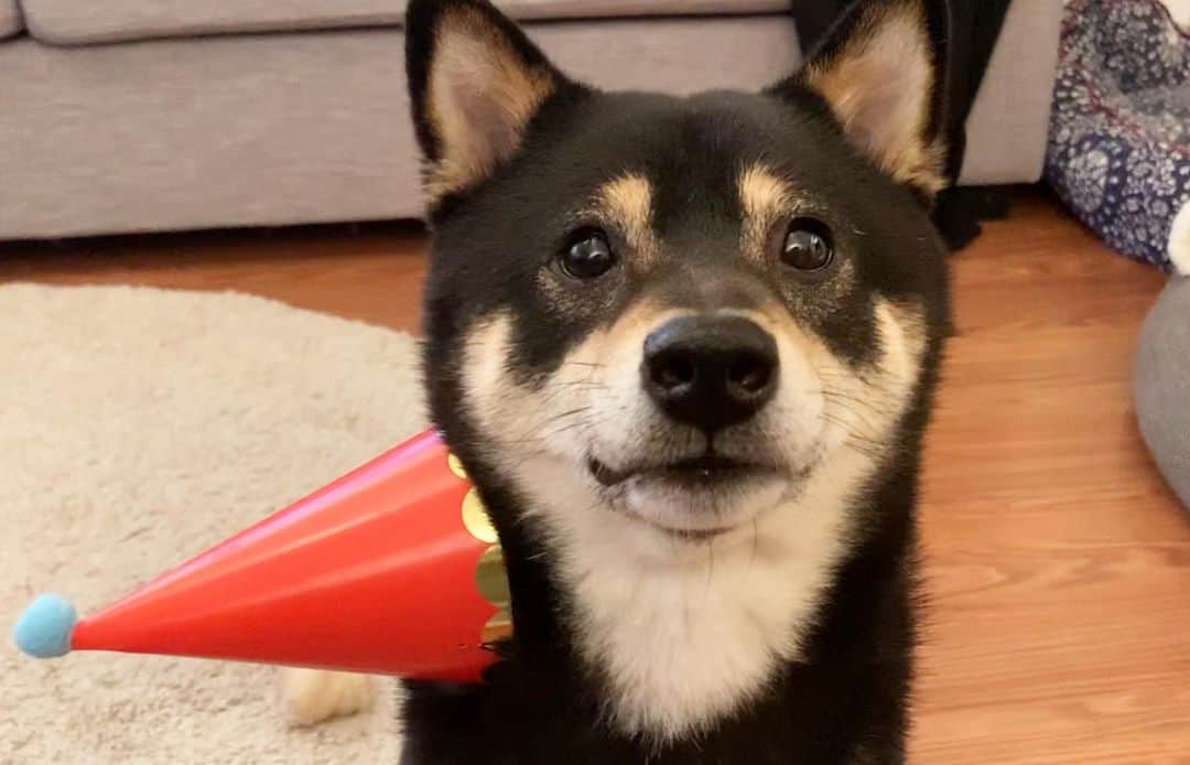 ?Fricko the Shiba Inu?のインスタグラム：「Can’t believe Tiny baby Keaton is officially 4 years old today!!💕🥰💕 We are so lucky to get his morning kisses for 4 years straight! Thanks Mamma Yume @teammywayorthehighway and Happy birthday to brother @hanzo_suomi  and sister Naya !!🥰 💕 🐾 🐾 🐾 🐾 #Keaton #🐶 #shiba #shibainu #dog #柴犬 #黒柴 #子犬 #shibalovers #shibaholics #dogoftheday #dogslife #weeklyfluff  #dogstagram  #dogscorner #shibapuppy #puppiesofinstagram」