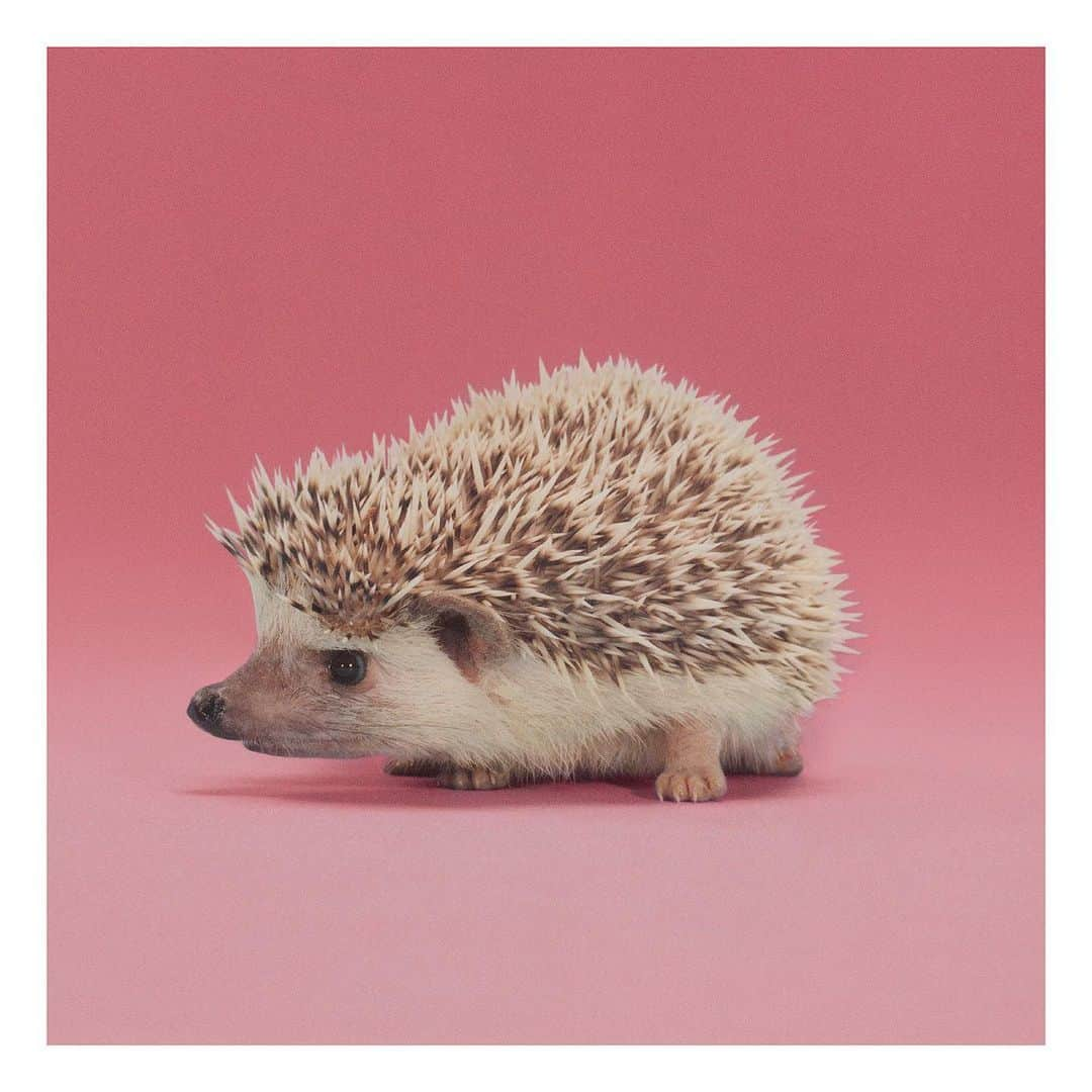 グッチさんのインスタグラム写真 - (グッチInstagram)「Insects, worms, centipedes, snails, mice, frogs, and snakes make up the diet of hedgehog. Known for its coat of sharp spines, most species are as big as a teacup. The animal is among the characters of the  #GucciPreFall20 #SoDeerToMe campaign. @alessandro_michele #AlessandroMichele In February this year, Gucci partnered with The @lionssharefund, which raises funds to protect endangered species and their natural habitats. The House donates 0.5% of its media spend to The #LionsShare Fund every time an animal is featured in its advertisements.」4月28日 15時56分 - gucci