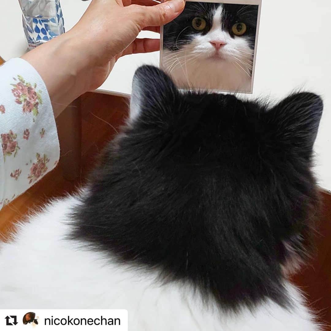 ねこのインスタグラム