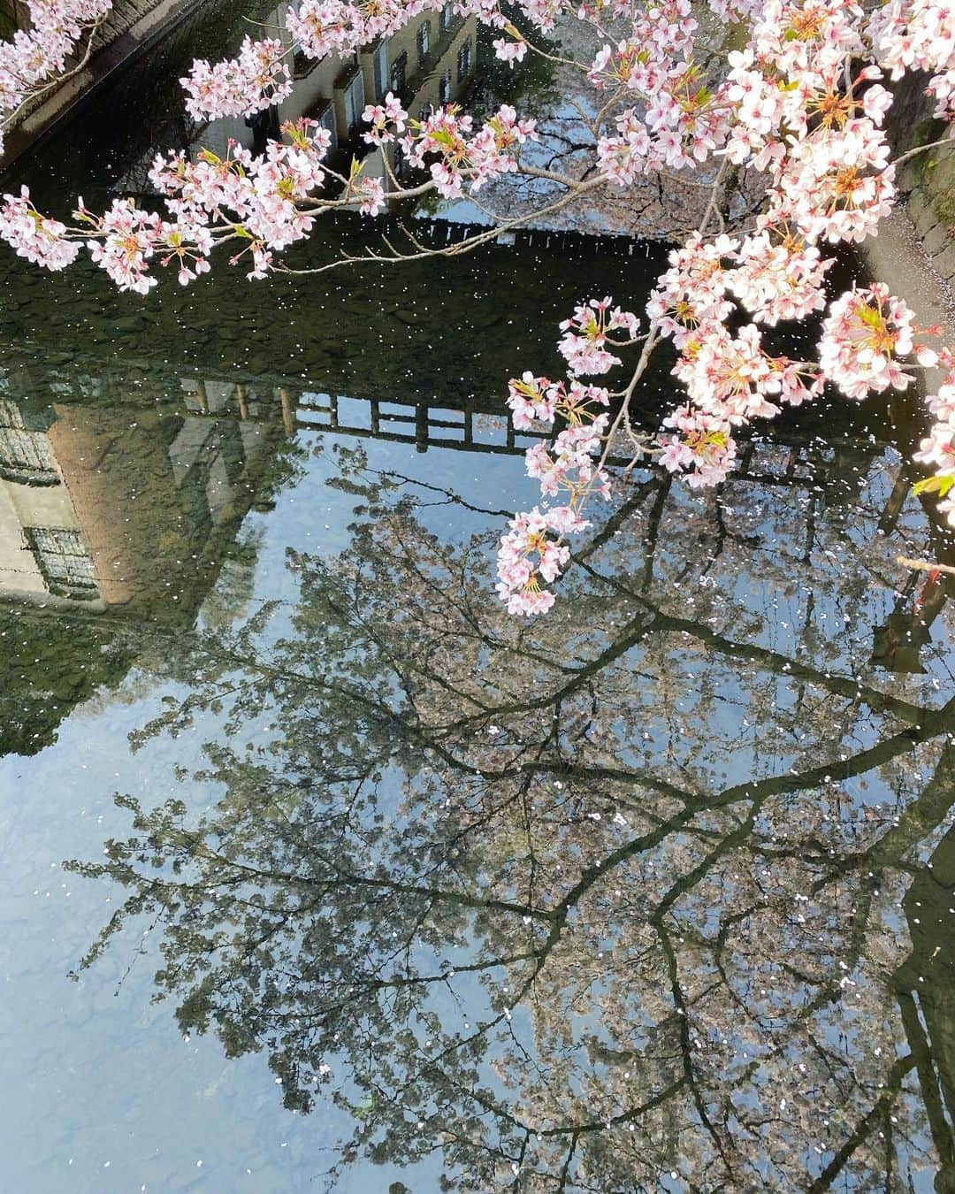 のインスタグラム：「#過去写真 . 桜が美しかった頃の城崎温泉♨️ 撮影で行った時はちょうど見頃ぐらい🌸 . 普段なら観光客で朝から晩まで賑わっているはずなのに。 . 殆ど人がおらず静かで撮影はすごくしやすいから有難かったけど、なんだか寂しかったなぁ😞 . 活気のある街が恋しい。 ＿＿＿＿＿＿＿＿＿＿＿＿＿＿＿＿＿＿＿＿＿＿＿＿＿ #onsen #sakura #kinosakionsen #kinosaki #shooting #japan #cherryblossom #japanese #spring #撮影 #城崎 #兵庫 #城崎温泉 #温泉 #桜 #お花見 #満開 #旅館 #モデル #過去pic」