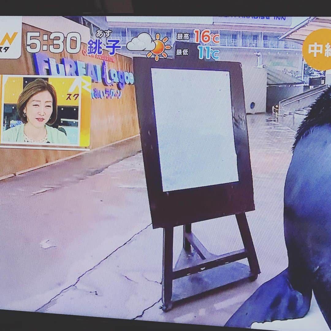 のインスタグラム：「昨日のNスタは八景島シーパラダイス在住のオタリアのレオくんと共演しました。 「レオくんでーす！」 とご登場頂いた瞬間、 自分の知ってる「レオくん」思い出し。🤣 レオくん。🤣🤣🤣 #日本代表にいるよね #レオくん」