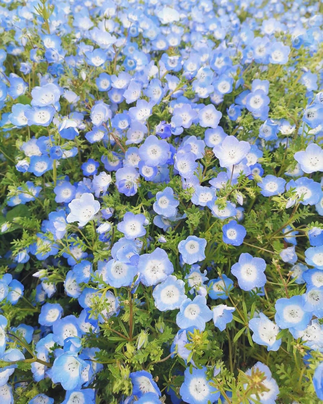 Lisaのインスタグラム：「. The flowers were blooming beautifully🌼 . #お花#ネモフィラ#🌼」