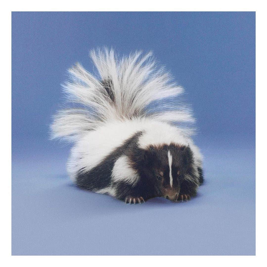 のインスタグラム：「A striped skunk possesses extremely powerful scent glands that release a noxious smell to inhibit predators. The animal is captured in a portrait by @mark_peckmezian and is among the characters of the #GucciPreFall20 #SoDeerToMe campaign. @alessandro_michele #AlessandroMichele In February this year, Gucci partnered with The @lionssharefund, which raises funds to protect endangered species and their natural habitats. The House donates 0.5% of its media spend to The #LionsShare Fund every time an animal is featured in its advertisements.」
