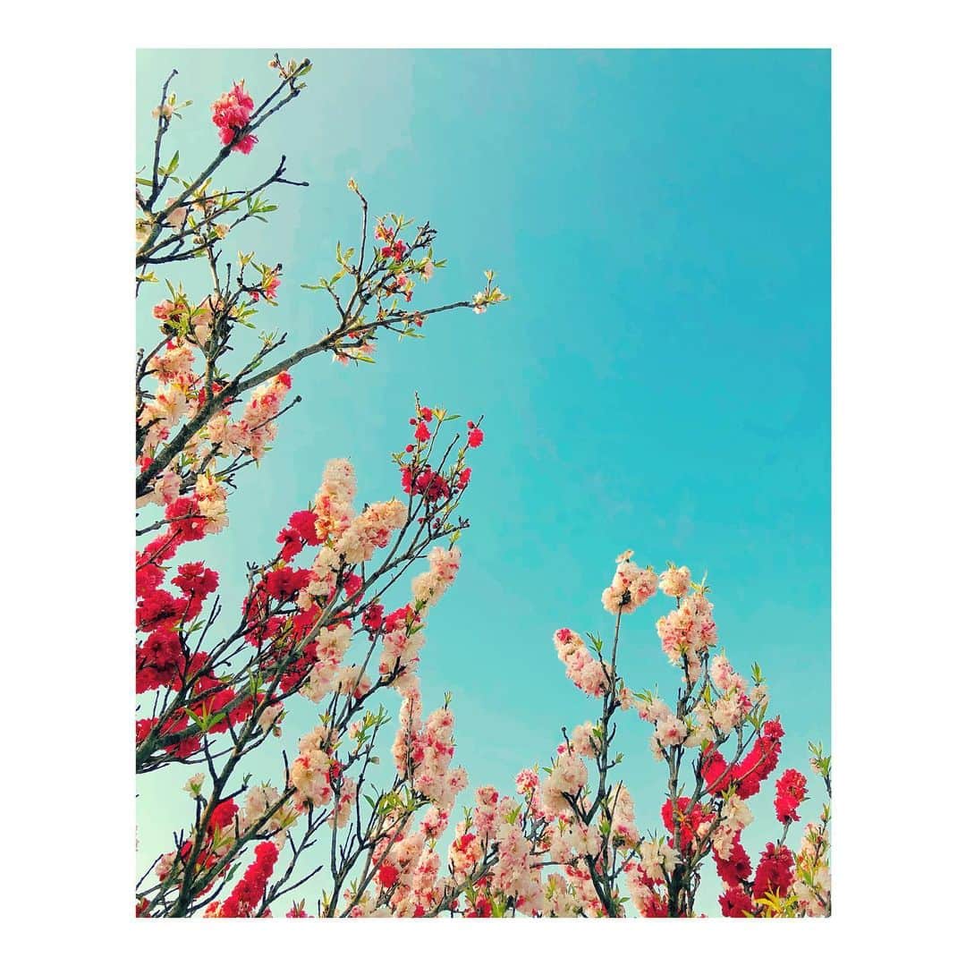 森千波さんのインスタグラム写真 - (森千波Instagram)「#1000hana ✿  #peachblossom#flowers  #源平桃#八重咲き#桃#花」4月28日 7時42分 - 1000wave