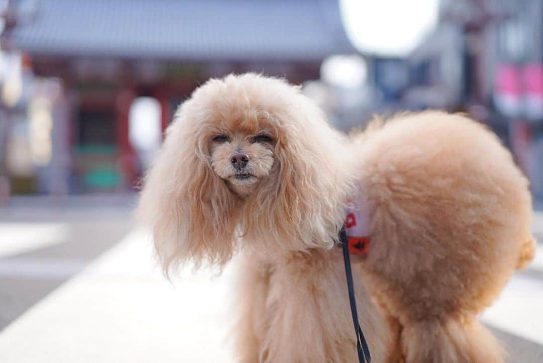 Toypoodle Mikuru?Asakusa Tokyoさんのインスタグラム写真 - (Toypoodle Mikuru?Asakusa TokyoInstagram)「20200428 Tuesday. Good morning! Friends 💞 まだ眠いみくるんなのでした😴 . 自粛期間も今日で何日経ったんだろう。 曜日の感覚がますますなくなってきております😓 . #意外と疲れるテレワーク #雷門 前は車も人もいない #極嬢桃尻 ちゃん大きくなってないかい？」4月28日 7時57分 - purapura299