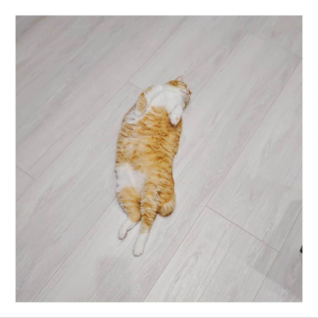 のインスタグラム：「* ぽつんと柿の種。 ・ #ピーナッツ募集 ・ There was something dropped on the floor.」