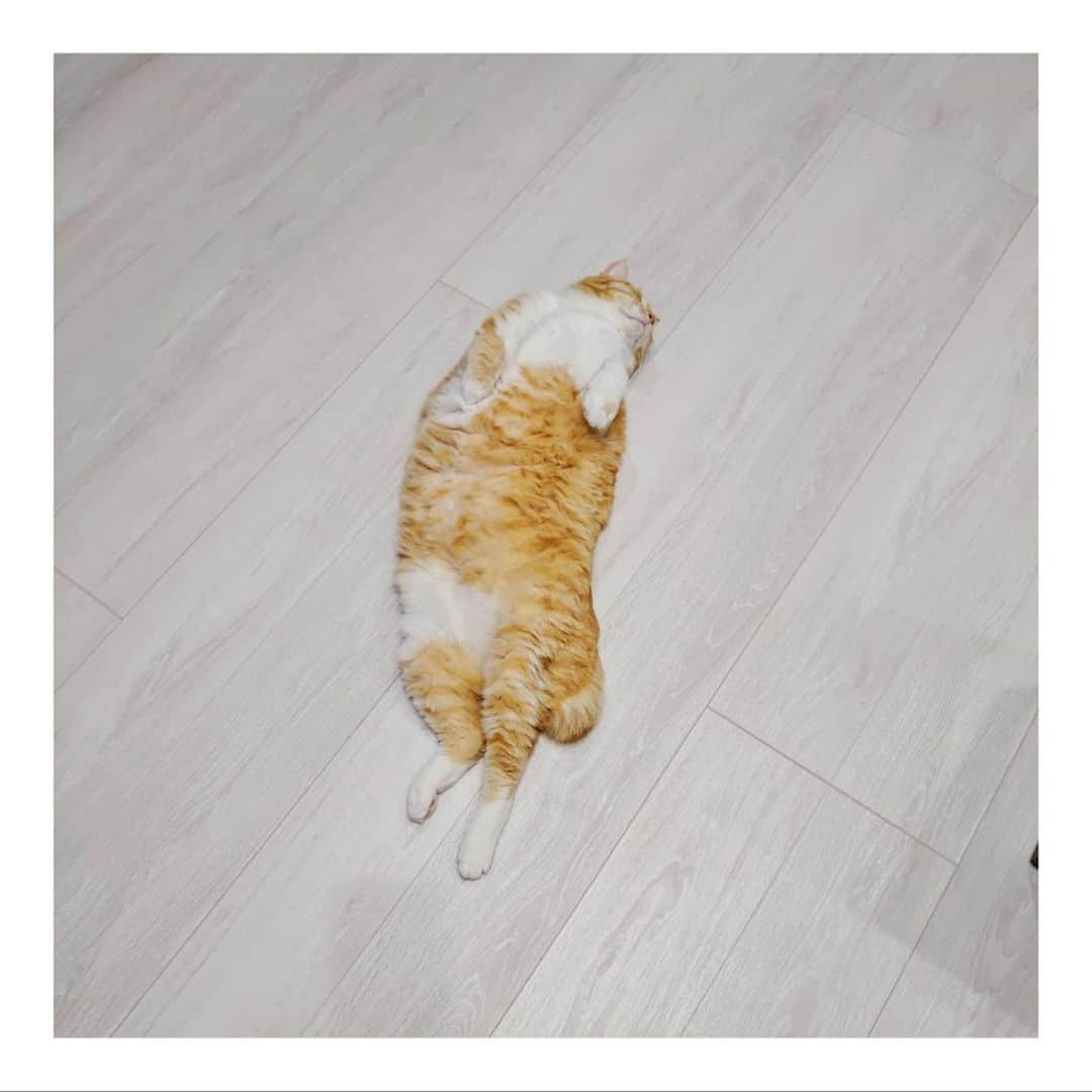 ぐっぴーさんのインスタグラム写真 - (ぐっぴーInstagram)「* ぽつんと柿の種。 ・ #ピーナッツ募集 ・ There was something dropped on the floor.」4月28日 8時11分 - gupitaro