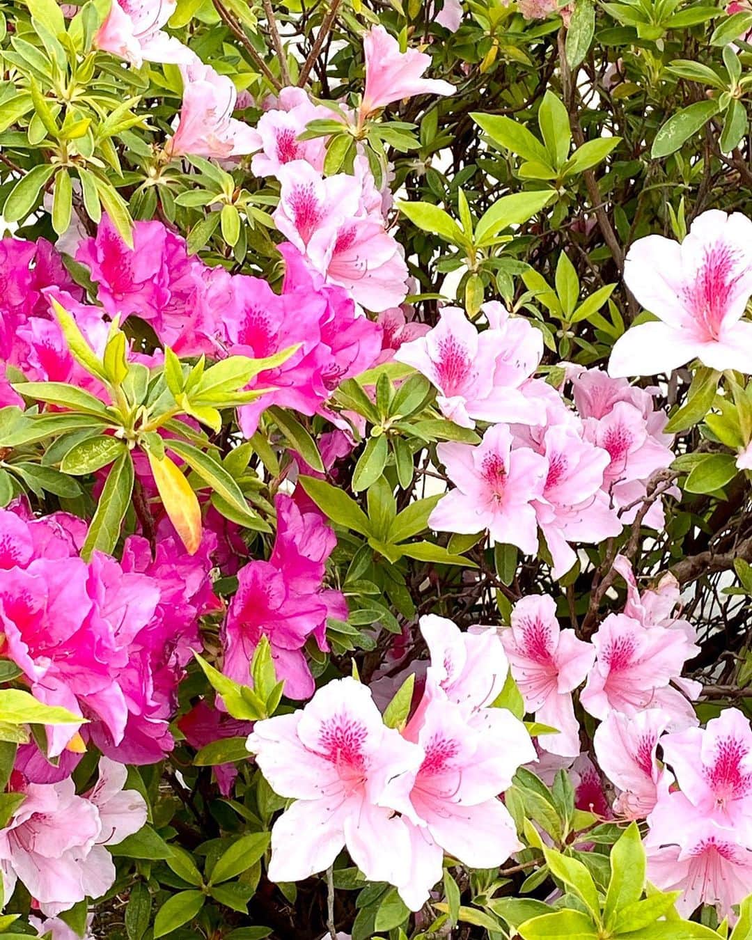 ミニ四駆さんのインスタグラム写真 - (ミニ四駆Instagram)「Good morning from Shizuoka, Japan☀️ Wish you all the best of luck. Please stay safe and healthy😊﻿ 2nd one is a picture of the azalea flowers in the company’s shrubbery.」4月28日 8時59分 - tamiya_mini4wd