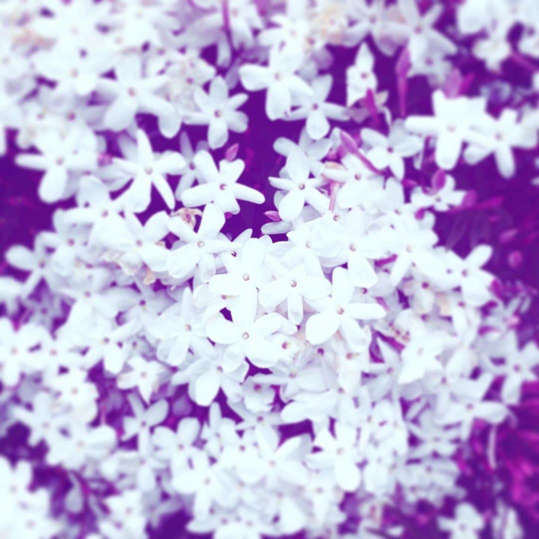 中野敬久さんのインスタグラム写真 - (中野敬久Instagram)「#flowers #flowersoflife #white #blossom #scent #hope」4月28日 9時04分 - hirohisanakano