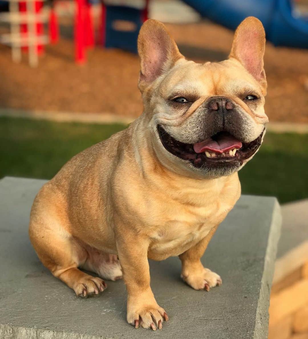 Hamlinのインスタグラム：「Sometimes you just need a smile after being stuck indoors for 134 days. Wait, what month is it? Augtobruly? .......... #stayhome #smile」