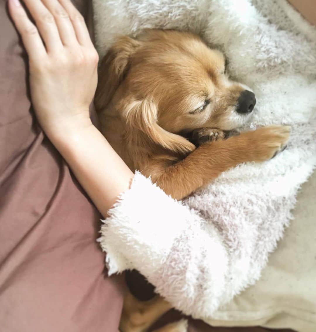 楪望さんのインスタグラム写真 - (楪望Instagram)「🐶💤🐶💤🐶💤 * 寝る時間になったら、いつも腕枕ポジションに滑り込んでくるウォルト氏ですʕ•ᴥ•ʔ💕 * これも大好きなおうち時間の１つ🏠❤︎ * #おうち時間 #walt #ウォルト #うちで過ごそう #dog #dogstagram #doglife #犬バカ部 #癒しわんこ #🐶 #🐕 #💤」4月28日 9時31分 - nozomi_yuzuriha_official
