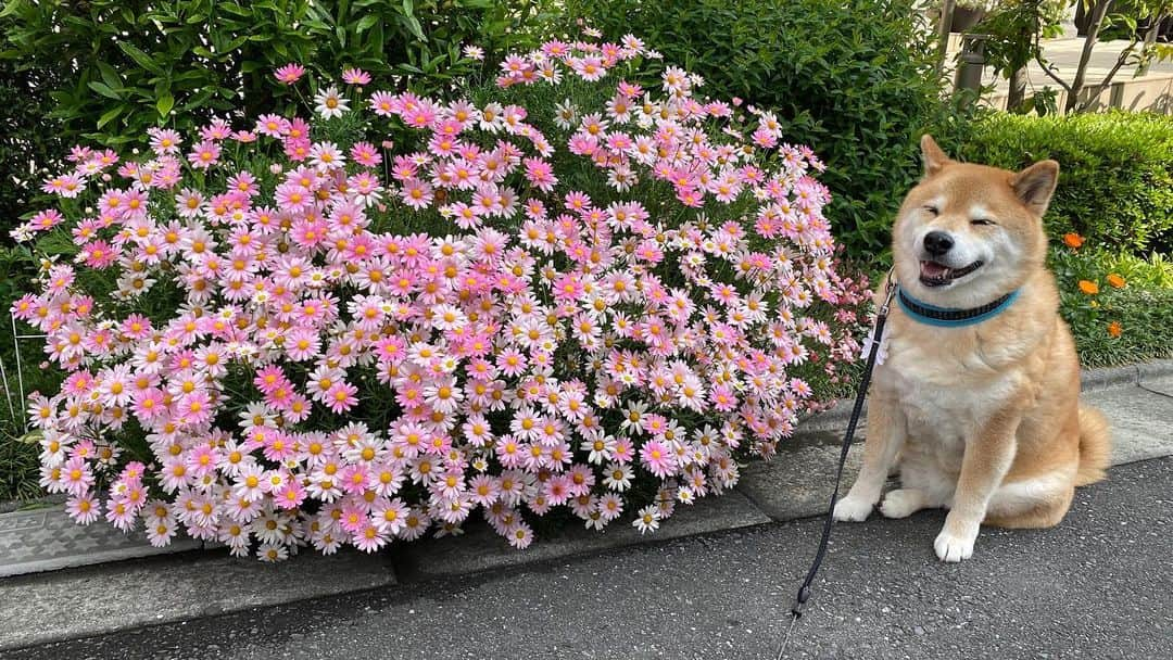 まる（まるたろう）さんのインスタグラム写真 - (まる（まるたろう）Instagram)「Flowers for you!✨🌸🐶🌸✨みて〜　綺麗なお花見つけたよ〜 #なんて言うお花だろうね #ピンクのお花 #今日はいい事ありそう」4月28日 9時51分 - marutaro