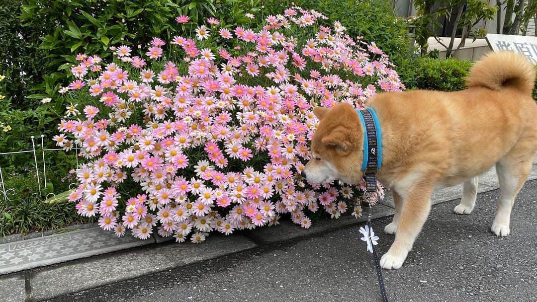 まる（まるたろう）さんのインスタグラム写真 - (まる（まるたろう）Instagram)「Flowers for you!✨🌸🐶🌸✨みて〜　綺麗なお花見つけたよ〜 #なんて言うお花だろうね #ピンクのお花 #今日はいい事ありそう」4月28日 9時51分 - marutaro