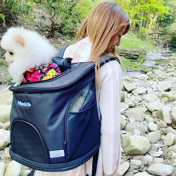 葵ゆりかのインスタグラム：「@winsun.japan  のペットキャリー♡ 例えばこういう足場の悪いところに行く時もおすすめ♡（過去pic）  おもち君、顔出したがるタイプなのでけっこう出ちゃってますが 中に飛び出し防止リードがついてるので落っこちる心配もないです。  私のインスタフォロワー様✨ 10%OFFで購入できます！ クーポンコード：【10off1909】  #winsun #ウインサン #ペットキャリー #キャリーリュック #刺繍入りリュック #ペットリュック　#愛犬　#おもち　#pomeranian #ポメ　#白ポメ #うちの子グッズ #いぬすたぐらむ #愛犬とお出かけ #愛犬と旅行 #キャリーバッグ #ポメラニアン #愛犬との暮らし #動物病院 #わんことお出かけ #winsun #刺繡 #小型犬」