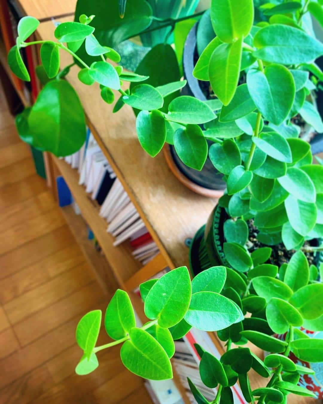 のインスタグラム：「🌱🌱🌱 仕事部屋にも若葉が出てきた💚」
