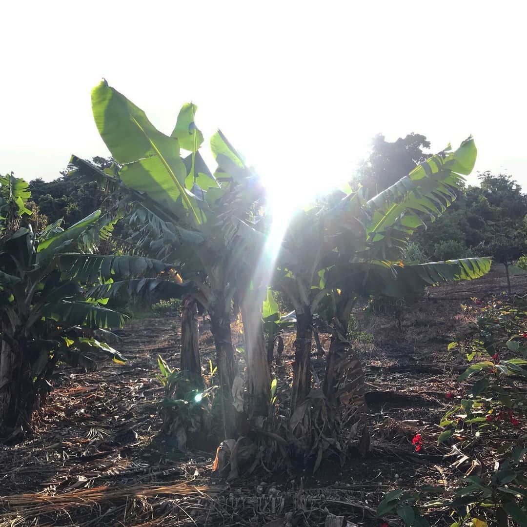 藤代冥砂さんのインスタグラム写真 - (藤代冥砂Instagram)「本日の朝陽浴。 バナナの葉の間からのビーム。 植物って綺麗。 光って美しい、 と思った次第。  #朝陽　#朝日　#morningsunshine」4月28日 10時27分 - meisafujishiro