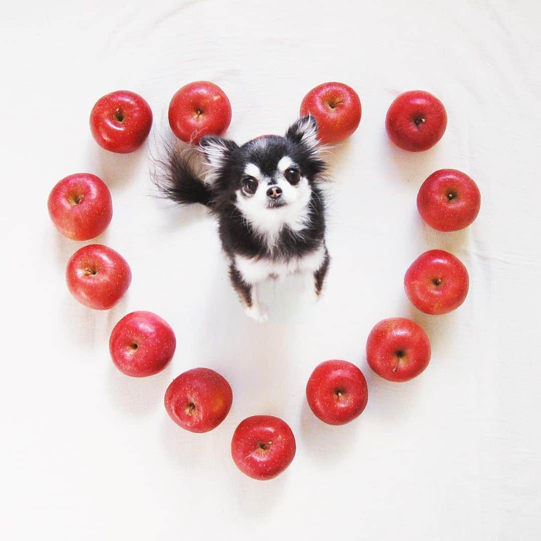 ダダのインスタグラム：「Dada’s Heart Collection. Sending a lot of love to all essentials workers in the world!  今日はDadaの♡コレクションです。いま最前線で戦っている医療従事者をはじめとする世界の全てのエッセンシャルワーカーの皆さまに届きますように！  #StayHome #WithDada #dog #chihuahua #thankyou #うちで過ごそう #ステイホーム #犬 #チワワ #ありがとうございます」
