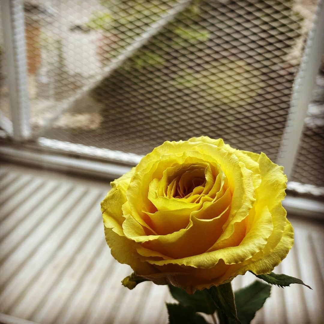 志賀光明のインスタグラム：「💐 . . お花屋さんに行って、パッと目に入ったバラを買った . 黄色いバラは、「友情」「平和」っていう花言葉らしい。 まさに今の時代に必要なもの😂 これが枯れてしまう頃に、終息してるといいな . 今日はライブですよ〜 Facebookから参加してください😉 . #flower #花 #バラ #花のある暮らし #一人暮らし #一輪挿し」