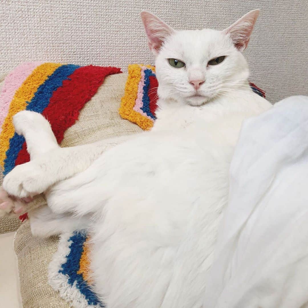 NIKIIEさんのインスタグラム写真 - (NIKIIEInstagram)「おはよう🌞🌿🌈🌼 猫の起こすなよ、な不機嫌顔💤」4月28日 11時14分 - nikiiejp