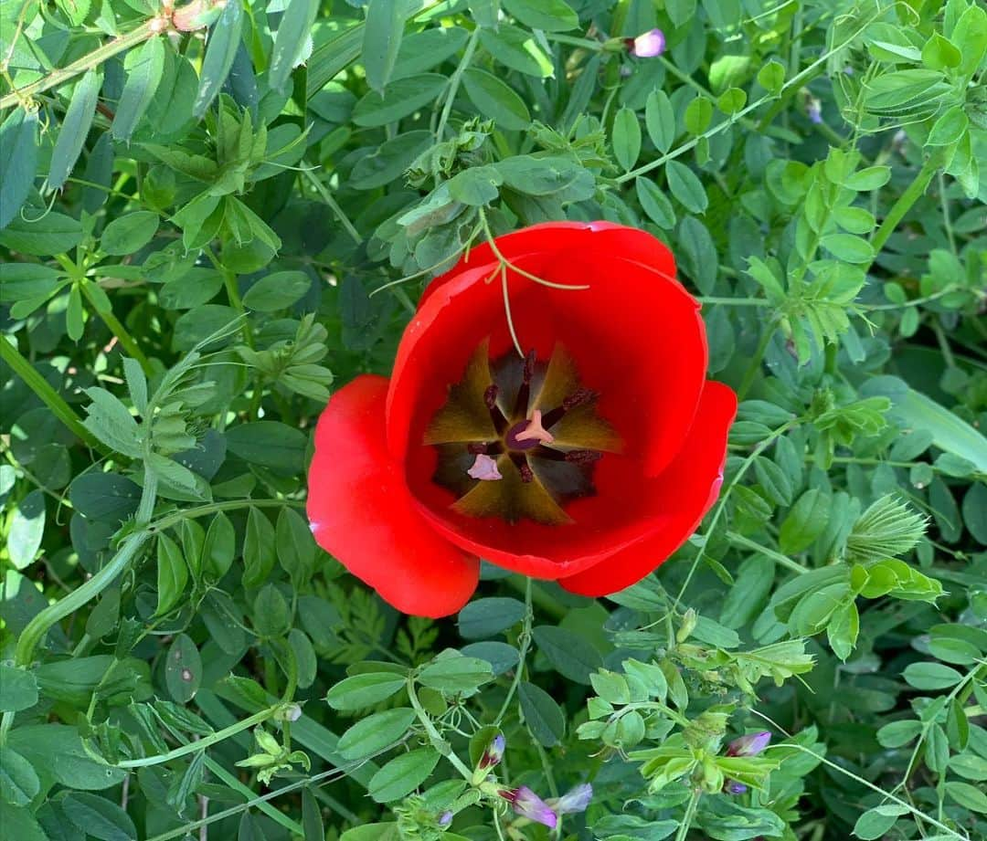 青山有紀さんのインスタグラム写真 - (青山有紀Instagram)「久しぶりに山の家へ。庭の花々も山椒もみんな元気でありがとう🌷🌿✨」4月28日 11時36分 - yukiaoya