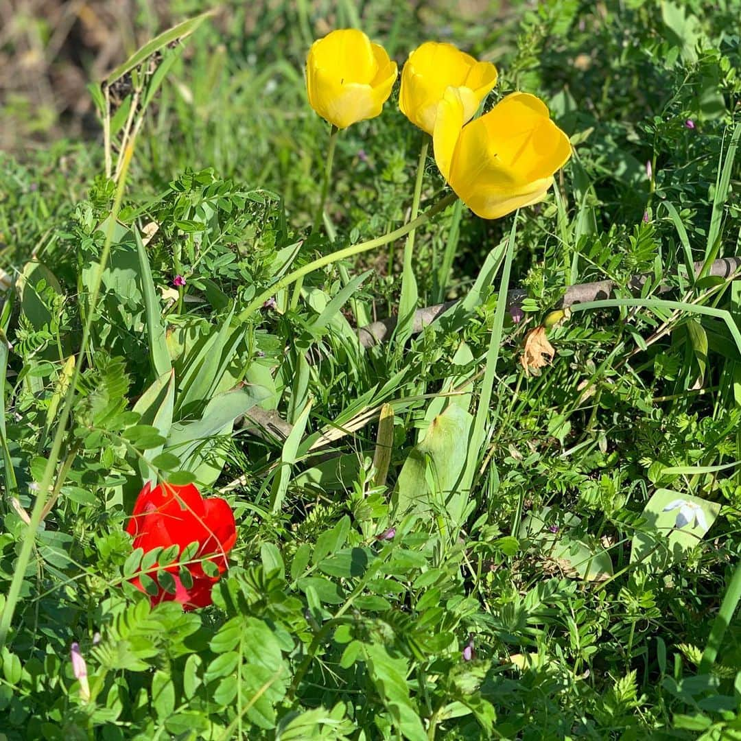 青山有紀さんのインスタグラム写真 - (青山有紀Instagram)「久しぶりに山の家へ。庭の花々も山椒もみんな元気でありがとう🌷🌿✨」4月28日 11時36分 - yukiaoya