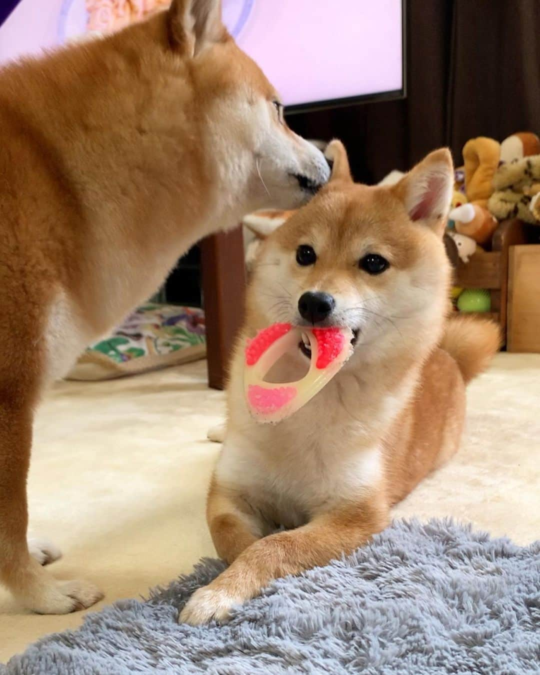 豆柴 サニーちゃんさんのインスタグラム写真 - (豆柴 サニーちゃんInstagram)「. . HELLO〜こんにちわんわん🐻🐶 . 🐶また、ぺろぺろマンがやってきたでちゅ ひとりでおもちゃカミカミしたいでちゅ . 🐻今日も朝から ラムちゃんのお世話忙しいわぁ〜💕 . . #さにらむ劇場 #妹のお世話大好き #耳をぺろぺろ #ぺろぺろマン #くちゃくちゃ #耐える妹 #早く終わらないかなぁ #だいたい何か咥えてる . #柴犬#豆柴 #赤柴#豆柴子犬 #まめしば#いぬのきもち#ふわもこ部 #サンデイ#サンデイいぬ組#anicas#shiba_snap #shibainu#shiba#mameshiba#shibastagram #mameshibapuppy#shibapuppy #豆柴サニーちゃん#豆柴ラムちゃん#さにらむたん #さにらむ2020#シマホスマイル」4月28日 11時39分 - sunny_rei_32