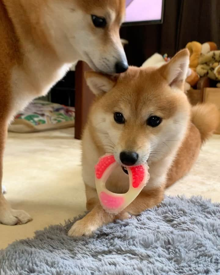 豆柴 サニーちゃんのインスタグラム