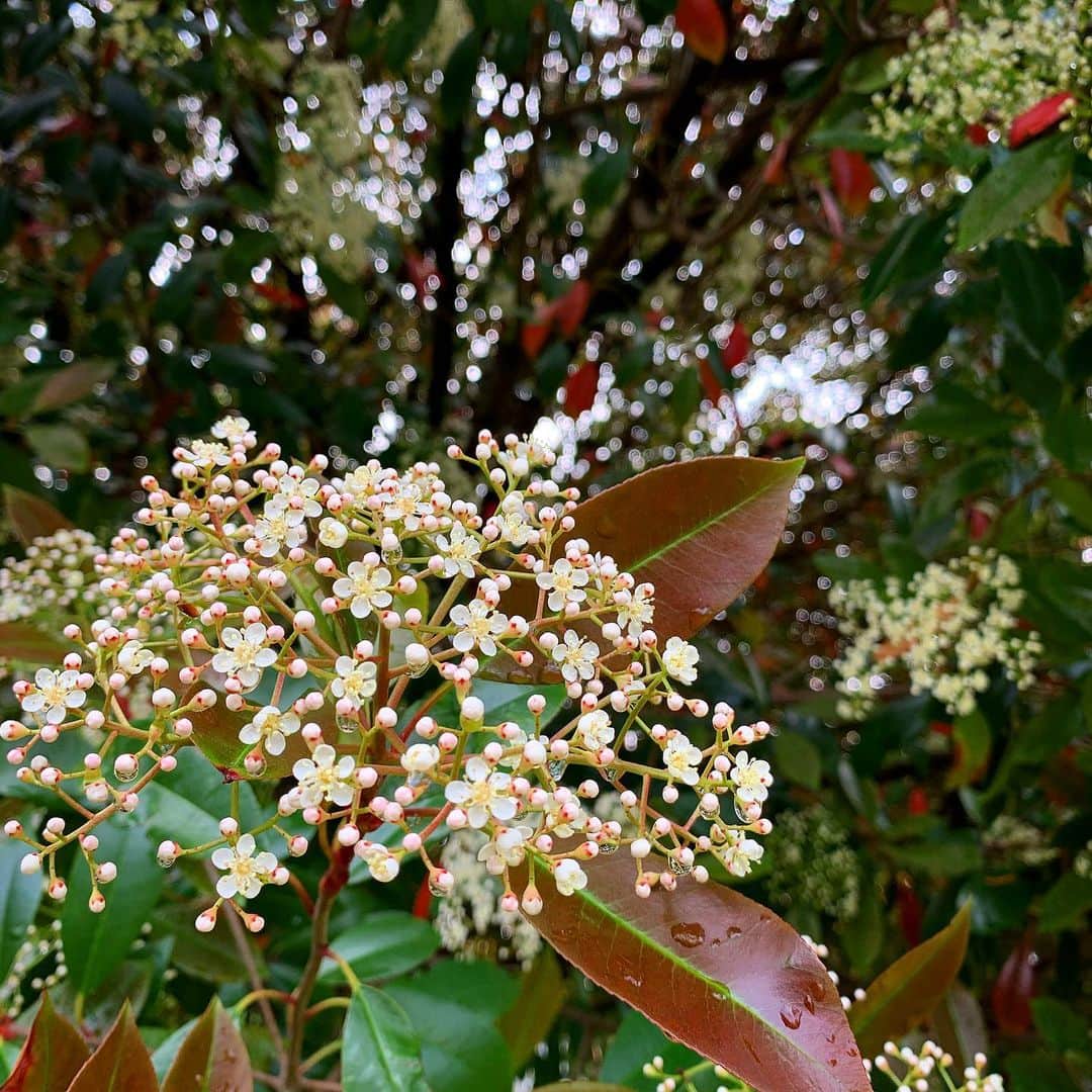 望月一花のインスタグラム：「カナメモチ Photinia glabra  #4月のお花 #春のお花 #一日一花」