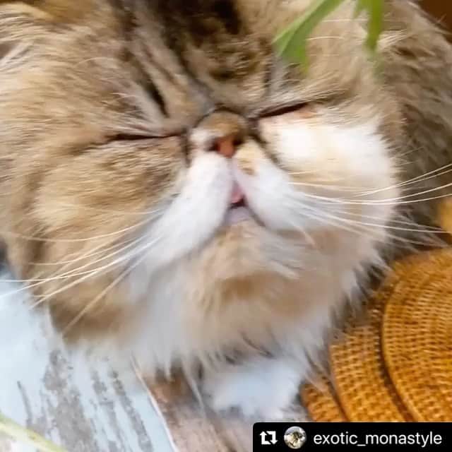 ねこのインスタグラム