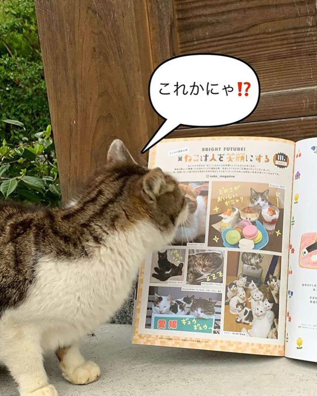 ねこさんのインスタグラム写真 - (ねこInstagram)「@taniko8164 さん、ありがとうございます😌🌷 お寺のネコちゃんたちにとてもほっこりしました😄🌬また是非インスタ企画ご参加くださいね😌❤️ #Repost @taniko8164 with @make_repost ・・・ 雑誌「ねこ」に写真載せていただきました🤗 @neko_magazine さんありがとうございます🙇🏻‍♂️猫雑誌とか見ないのですが、猫友さん( @fugsaya さんの写真も同じページに掲載されています🥰)から教えていただき早速購入🎶 お寺の猫なので雑誌投稿とかしないのですが、 #ねこは人を笑顔にする と言う企画だったので応募させてもらいました😺お寺の日めくりカレンダー以来の採用で嬉しかったです☺️ ムギには報告しましたが、他の3ニャンにはこれからです👍ジャック今日のネタに使ってゴメンにゃ😅機会があったらジャックも応募するから💦 #雑誌ねこ #ねこマガジン #ねこ114号 #御誕生寺#猫寺#ごたんじょうじ#ねこ#cat#ぬこ#福井県#越前市#癒し#gatto#Chat#Gato#kitty#japan#ねこ部#cute#catlover 表紙は #最上もが さん」4月28日 11時49分 - neko_magazine