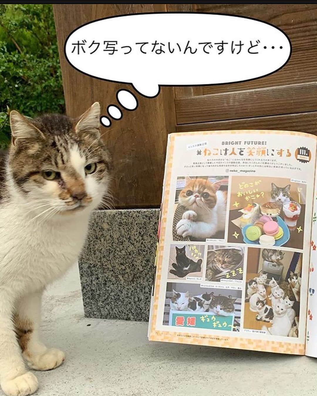 ねこさんのインスタグラム写真 - (ねこInstagram)「@taniko8164 さん、ありがとうございます😌🌷 お寺のネコちゃんたちにとてもほっこりしました😄🌬また是非インスタ企画ご参加くださいね😌❤️ #Repost @taniko8164 with @make_repost ・・・ 雑誌「ねこ」に写真載せていただきました🤗 @neko_magazine さんありがとうございます🙇🏻‍♂️猫雑誌とか見ないのですが、猫友さん( @fugsaya さんの写真も同じページに掲載されています🥰)から教えていただき早速購入🎶 お寺の猫なので雑誌投稿とかしないのですが、 #ねこは人を笑顔にする と言う企画だったので応募させてもらいました😺お寺の日めくりカレンダー以来の採用で嬉しかったです☺️ ムギには報告しましたが、他の3ニャンにはこれからです👍ジャック今日のネタに使ってゴメンにゃ😅機会があったらジャックも応募するから💦 #雑誌ねこ #ねこマガジン #ねこ114号 #御誕生寺#猫寺#ごたんじょうじ#ねこ#cat#ぬこ#福井県#越前市#癒し#gatto#Chat#Gato#kitty#japan#ねこ部#cute#catlover 表紙は #最上もが さん」4月28日 11時49分 - neko_magazine