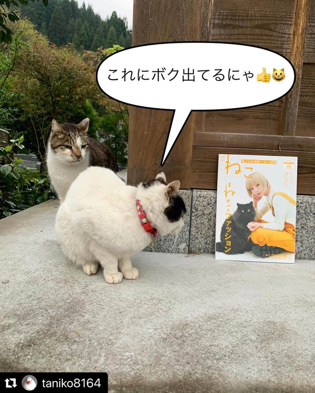 ねこのインスタグラム