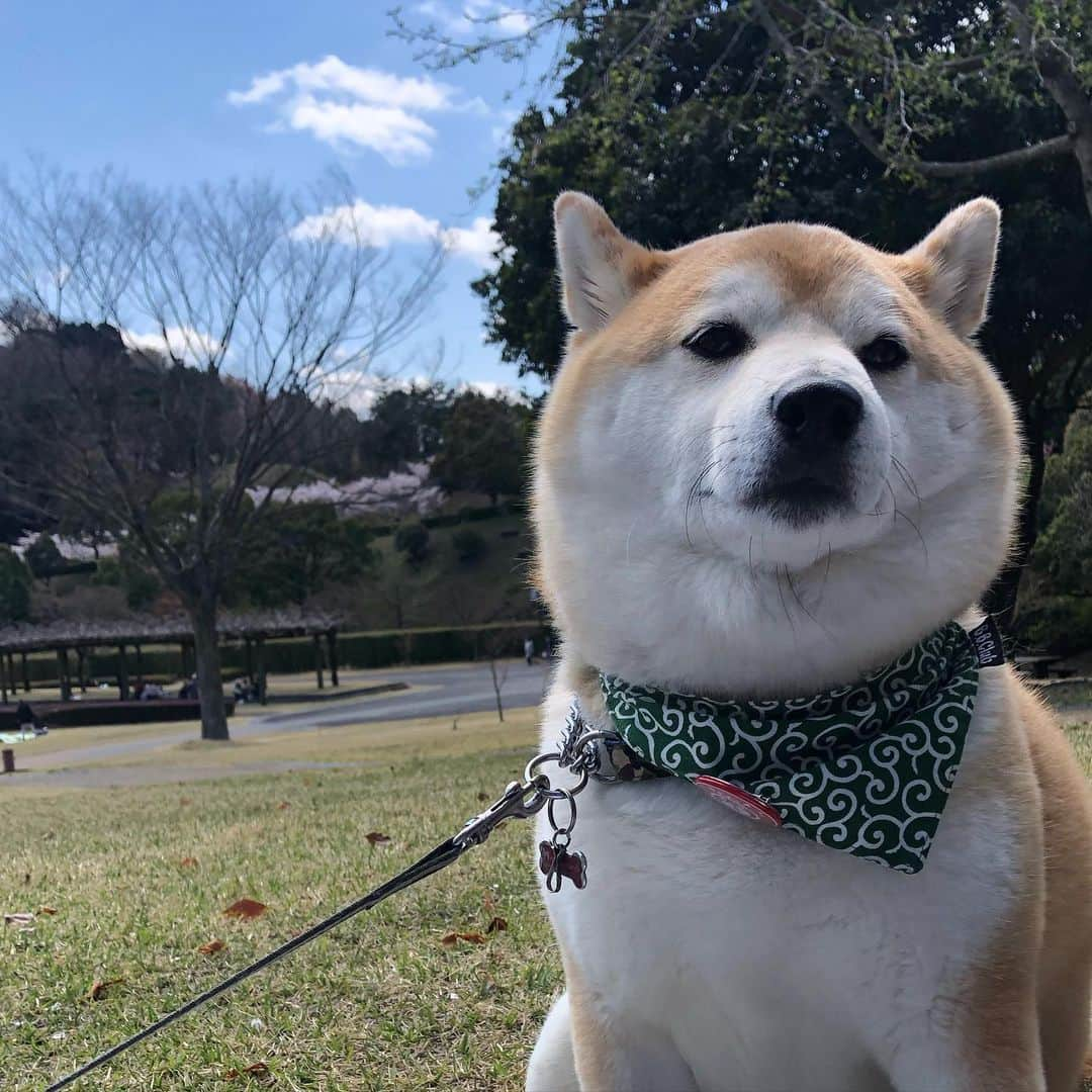 豆助左衛門（まめすけざえもん）さんのインスタグラム写真 - (豆助左衛門（まめすけざえもん）Instagram)「🐾 いい天気☀️ 今日は暖かいから … 散歩中だけど うとうと寝そうでござる …………………………………………🖋 #徳島柴ちゃん会#マメスケざえもん#shiba#shibastagram #豆柴#shibainu #dog#日本#9gag @9gag @dog #柴犬がいる暮らし #shiba_snap#🐕📷 #狗  #松井証券　#proudshibas #りんりん部#柴犬#시바견#一只狗#animalland #西巴犬 #サンデイ #anicas #徳島 #いぬすたぐらむ  #柴犬大好き」4月28日 12時08分 - mamesukezaemon