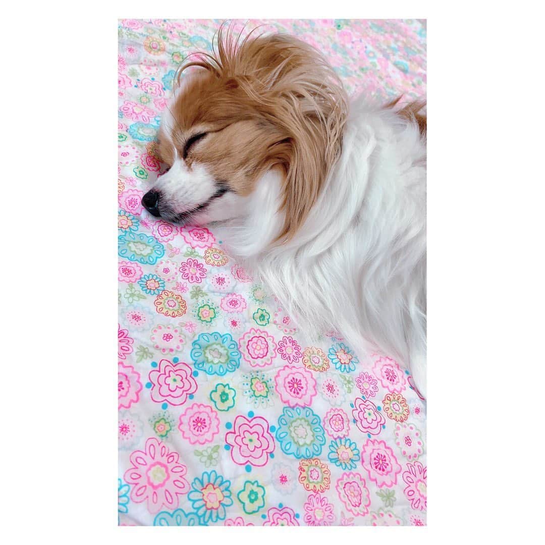 愛白もあさんのインスタグラム写真 - (愛白もあInstagram)「.﻿ お昼寝してる。﻿ ﻿ ﻿ #さくら #パピヨン  #さくとら #いぬすたぐらむ ﻿ #dog #pappiyon #dogstagram」4月28日 12時21分 - aishiro_moa