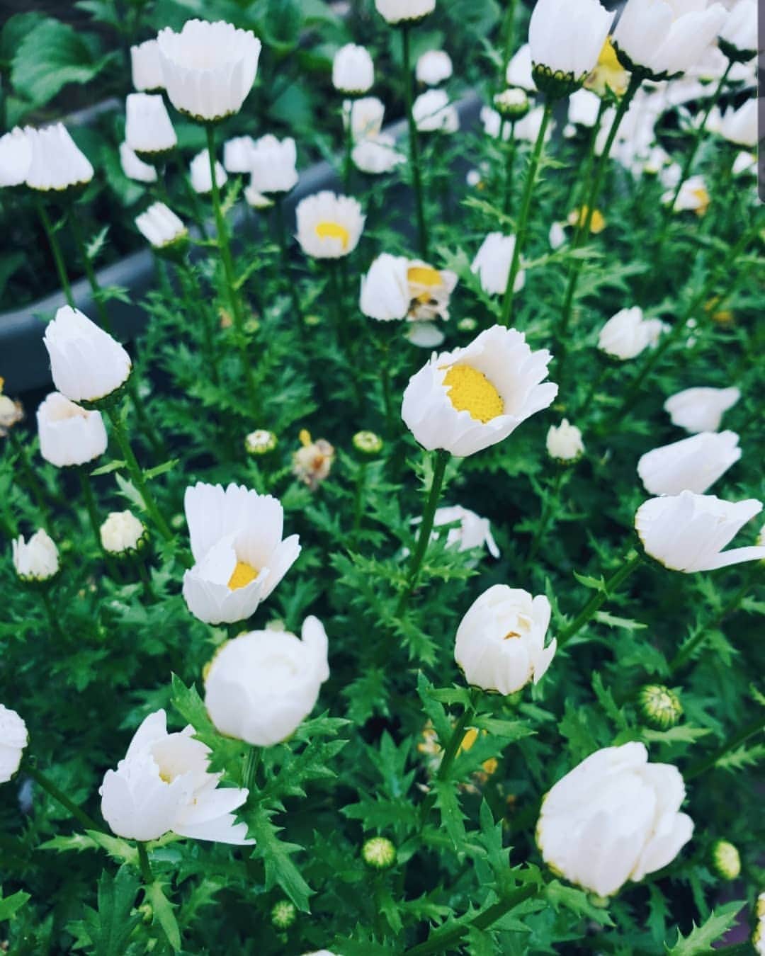 kokiさんのインスタグラム写真 - (kokiInstagram)「Waking up early to see this in the garden !  One of the small beautiful things that happen everyday 💓  Staying home 🏠  #Ambassador #TeamGalaxy @galaxymobilejp #Galaxy」4月28日 12時28分 - koki