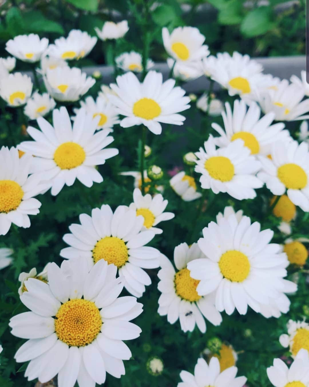 kokiさんのインスタグラム写真 - (kokiInstagram)「Waking up early to see this in the garden !  One of the small beautiful things that happen everyday 💓  Staying home 🏠  #Ambassador #TeamGalaxy @galaxymobilejp #Galaxy」4月28日 12時28分 - koki