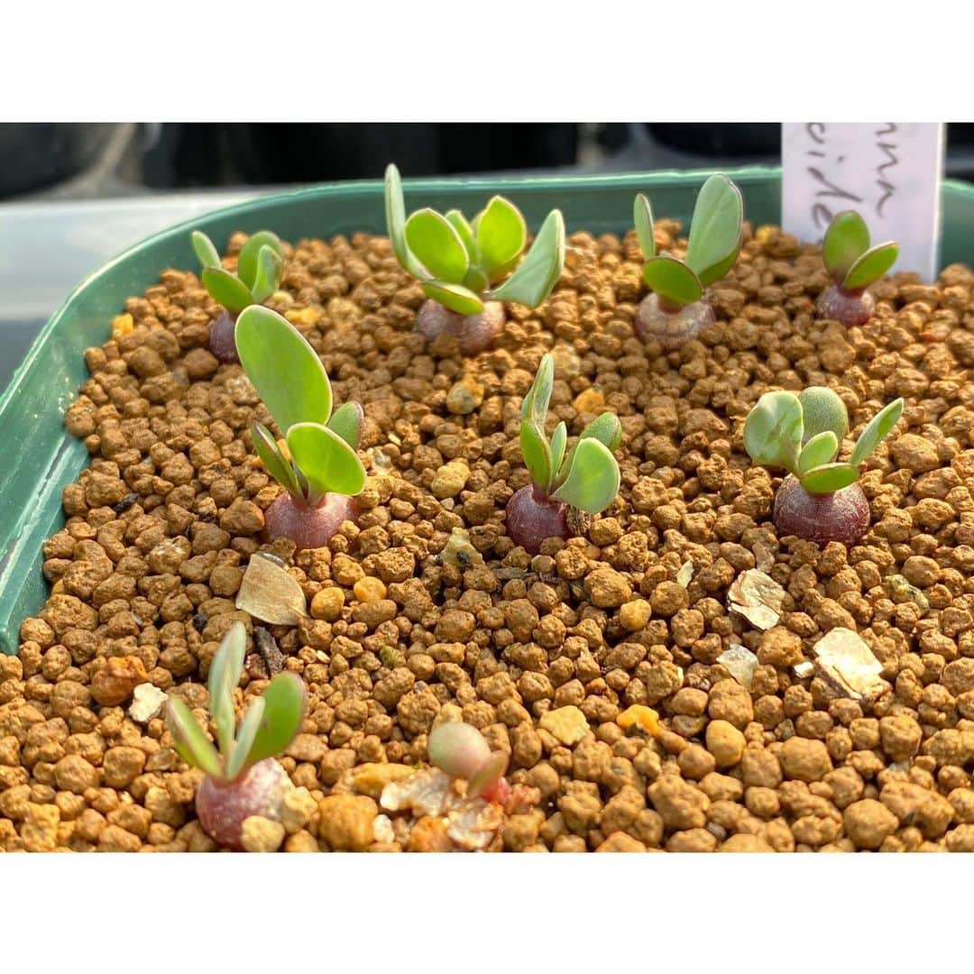 のインスタグラム：「✫ 2月に播いたカカリオイデス、順調デス . . #othonnacacalioides #カカリオイデス」