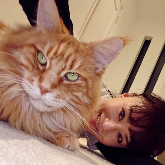 大地真央さんのインスタグラム写真 - (大地真央Instagram)「ボク、ルジールだけど-おひさしぶり✊ このまえテラスでしょくじしたあと ママがボクにあまえてきたんだよね-いいんだけど~ ボクはダンディー😼でとおしてるから ベタベタしないんだよねー ママはいちばんおおきくてカッコいい〜💗 っていうんだけどさ〜😻ニャニャニャ😽  #ルジール😼♂ #7歳8ヶ月 #ダンディー ✨ #mainecoon #癒し #家に居よう#自粛#自粛の過ごし方 #有意義な時間 #大地真央 撮影📱 #MAODAICHI」4月28日 12時44分 - daichimao_official