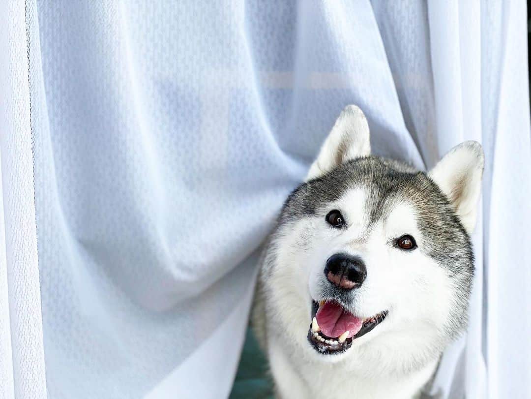 プピプピ文太さんのインスタグラム写真 - (プピプピ文太Instagram)「カーテンとぶんぶん #siberianhusky #husky #dog #シベリアンハスキー　#犬」4月28日 13時13分 - pupipupi_pupipi