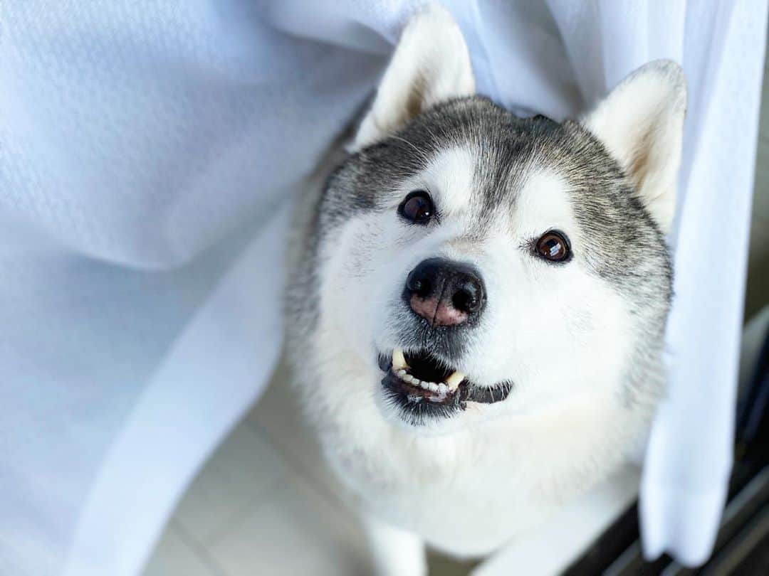プピプピ文太のインスタグラム：「カーテンとぶんぶん #siberianhusky #husky #dog #シベリアンハスキー　#犬」