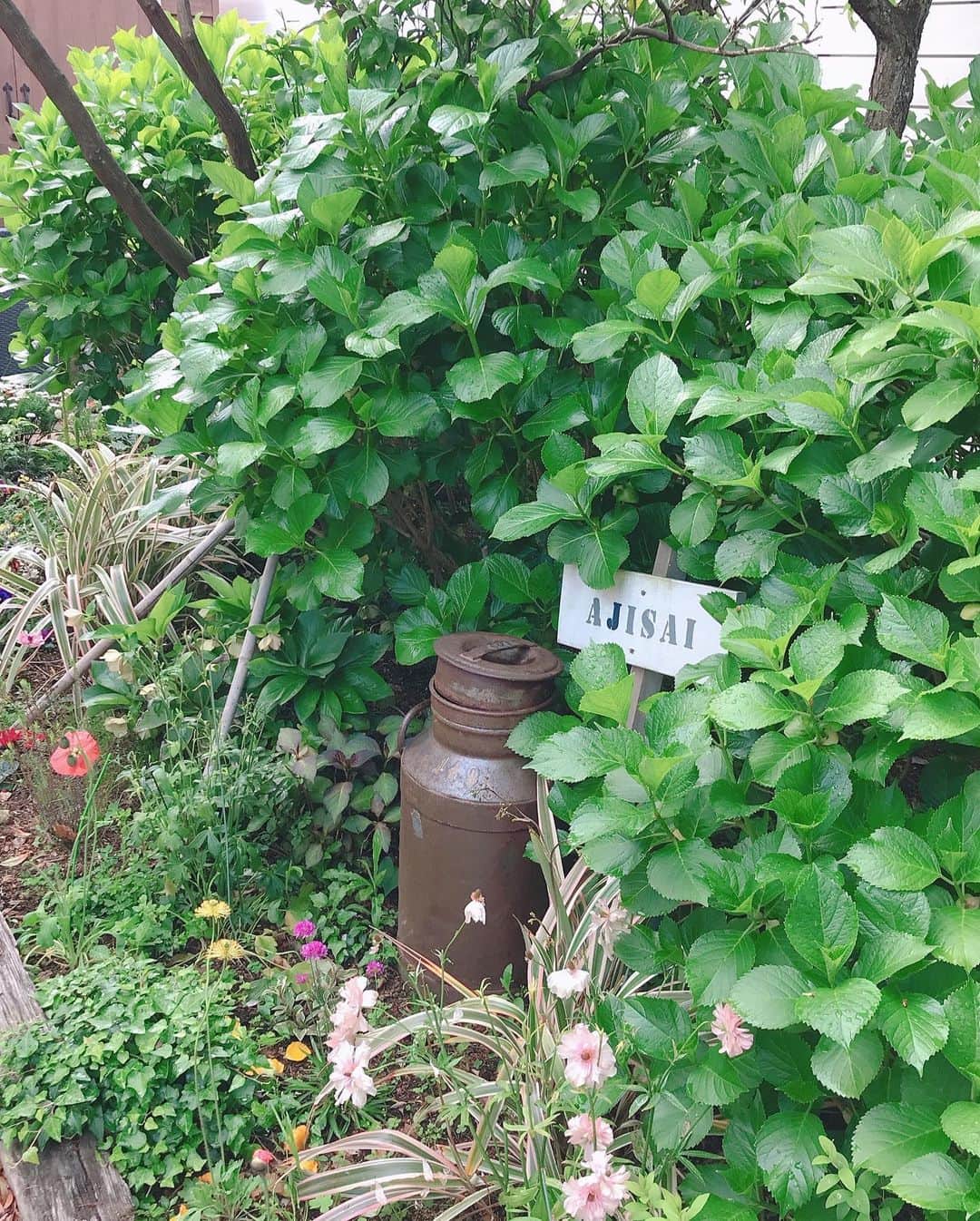 益子直美さんのインスタグラム写真 - (益子直美Instagram)「アジサイの成長にほっこり。 葉の中を覗いてみたら、、、 もう、準備OK‼️ #庭  #garden  #gardening  #紫陽花  #あじさい」4月28日 13時34分 - naomi.masuko