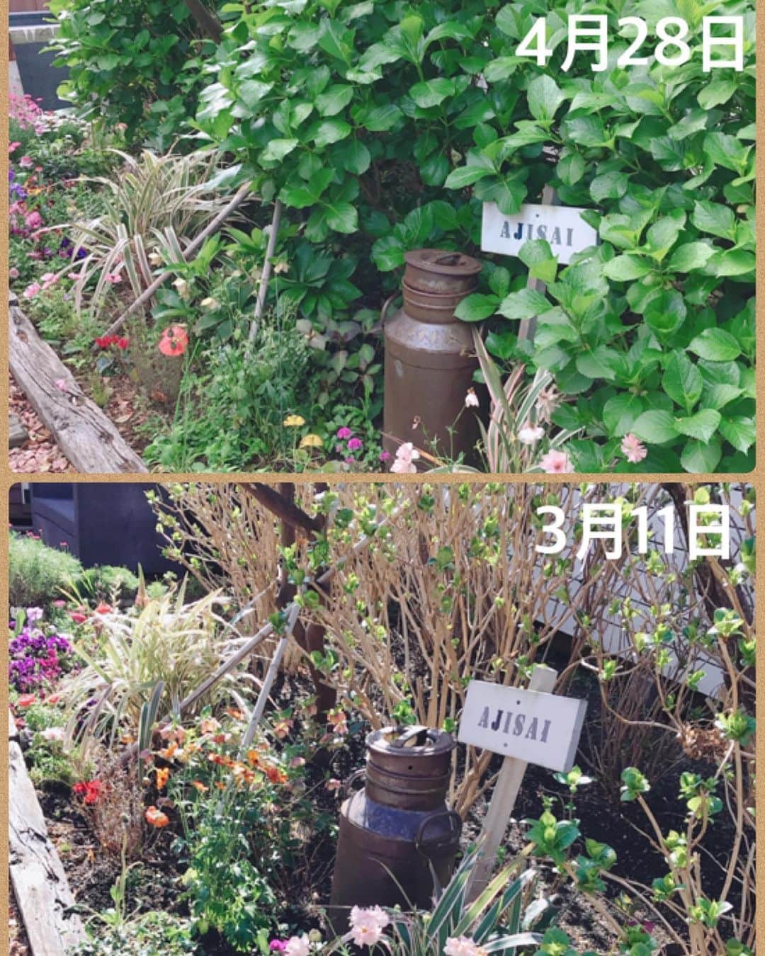 益子直美さんのインスタグラム写真 - (益子直美Instagram)「アジサイの成長にほっこり。 葉の中を覗いてみたら、、、 もう、準備OK‼️ #庭  #garden  #gardening  #紫陽花  #あじさい」4月28日 13時34分 - naomi.masuko