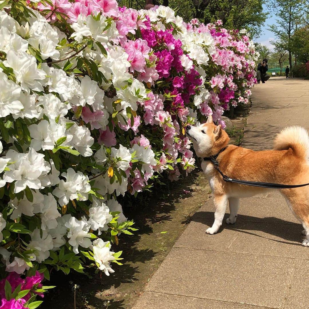 関谷亜矢子さんのインスタグラム写真 - (関谷亜矢子Instagram)「お散歩中、喉が乾く季節になった。ひたすら飲む！この音を聞いていると、なんか嬉しくなる😁近所のツツジもいつの間にか、見頃に。  #柴犬 #しばすたぐらむ」4月28日 14時04分 - ayakosekiya.516
