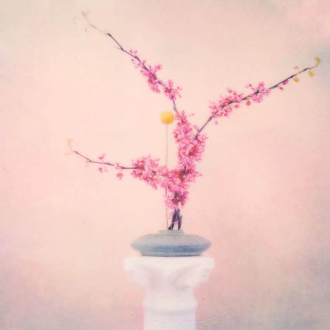 オードリー・キッチングのインスタグラム：「Ikebana  生け花.」