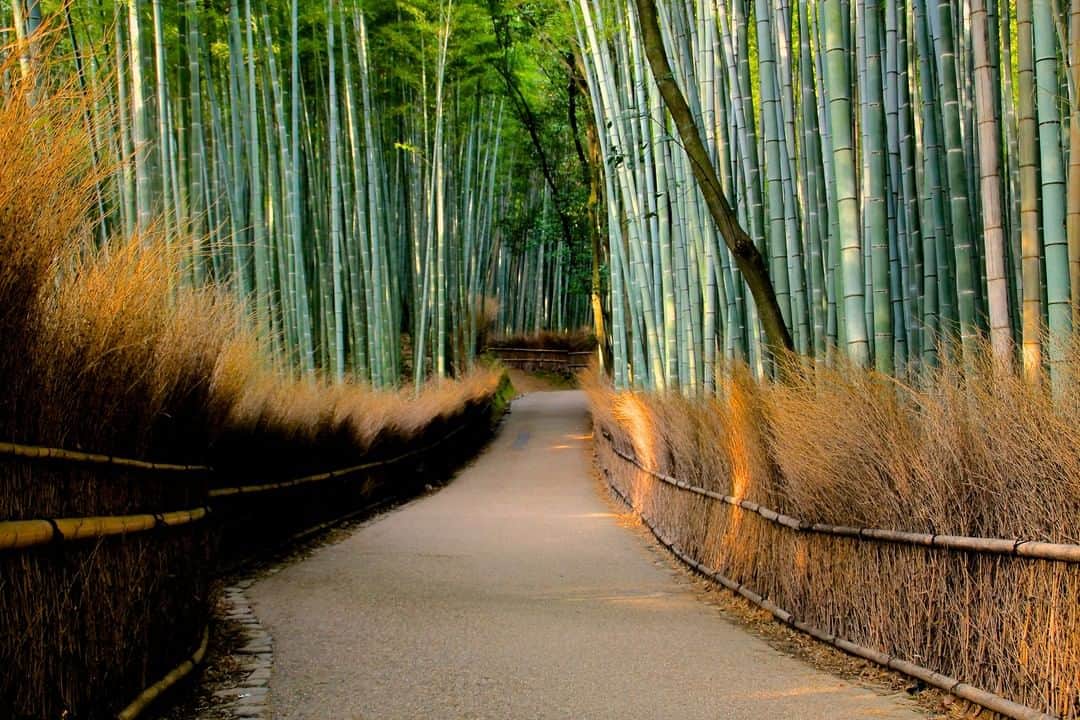 Rosetta Stoneさんのインスタグラム写真 - (Rosetta StoneInstagram)「"Arashiyama's (or Sagano) Bamboo Forest is arguably Japan's most popular and photogenic alley. To enjoy its serenity and calmness, I suggest visiting at sunrise." - Alvaro Rojas (@wanderreds) ☀️ 🇯🇵 🗾  Anyone else adding this forest to their bucket list once it's safer to start traveling again? 😍 . . . #bucketlist #travelbucketlist #travelgoals #bamboo #bambooforest #traveltuesday #saganobambooforest #Japan #Japanese #Serenity #Sunrise #LearnLanguages」4月28日 23時54分 - rosettastone