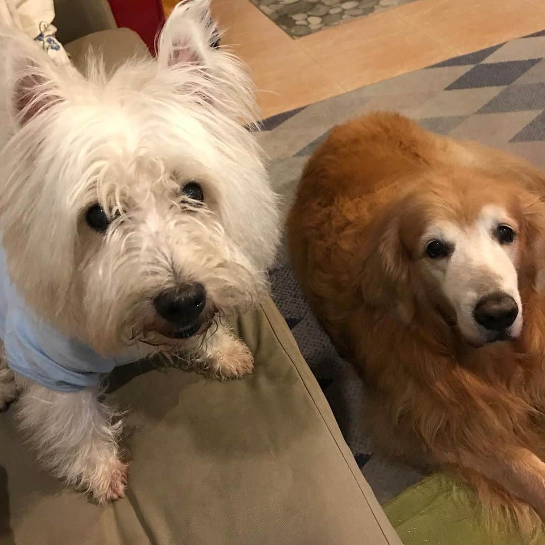 Hoykong&Plamuekのインスタグラム：「We need some treats mommy😋 #hkpm #covid19 #stayhome」