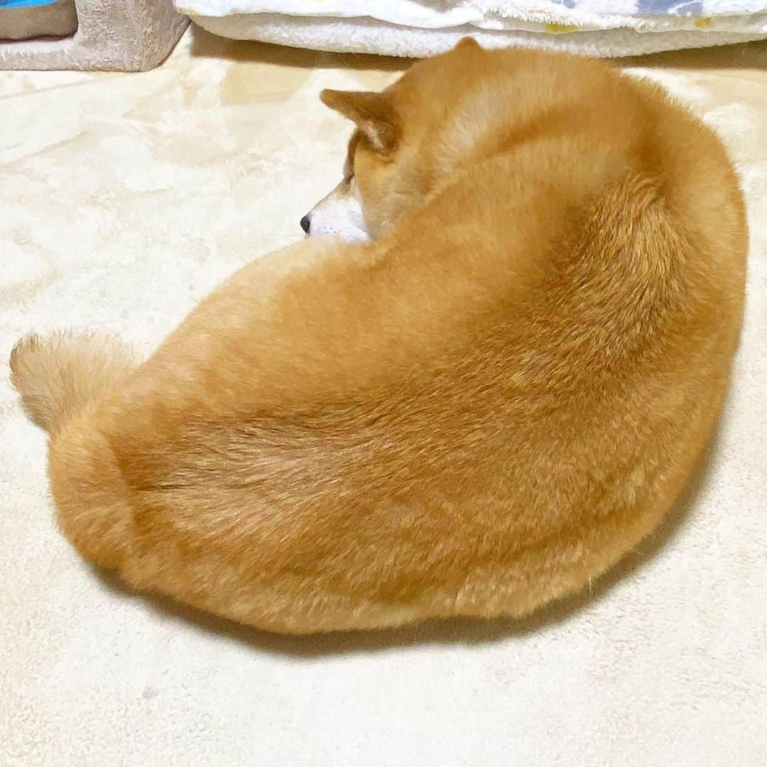 まる（まるたろう）さんのインスタグラム写真 - (まる（まるたろう）Instagram)「Good night!✨🐶💤✨パパ、今日は助けてくれてあんがとね #1000ポイント付けとくね #ママみたいにコツコツ貯めるんだよ #それにしても怖かったな〜」4月29日 0時14分 - marutaro