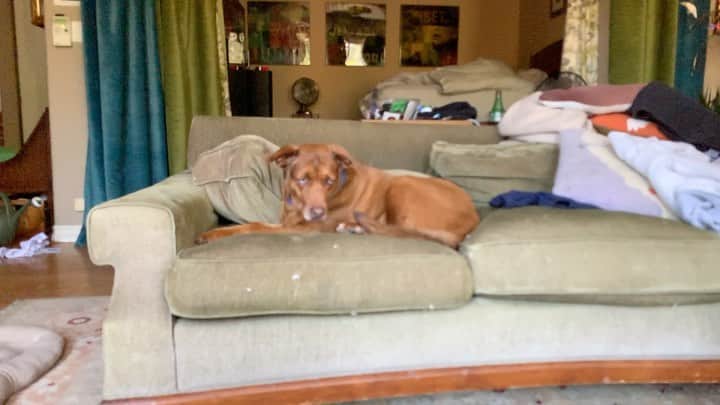 ケヴィン・スミスのインスタグラム：「I’m no filmmaker, but this is my attempt at a brief visual essay on the speed of life in Quarantine, starring Madmartigan (the dog we rescued, who, in turn, rescued us). Like any fledgling director, the biggest challenge was giving my performer motivation for her character. But Marty’s “process” is not as internalized as most other actors’ and actresses’. #KevinSmith #madmartigan #dog #dogs #dogsofinstagram」